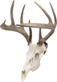 ALLEN EZ MOUNT SKULL PEG – 3-PACK DEER/ANTELOPE