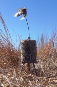 MOJO SUPER CRITTER W/CRITTER – TOPPER & SPEAKER